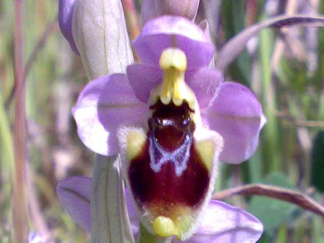 Ophrys ?